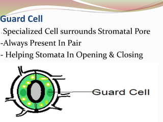 Guard Cell
- Specialized Cell surrounds Stromatal Pore
-Always Present In Pair
- Helping Stomata In Opening & Closing
 