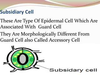 Subsidiary Cell
These Are Type Of Epidermal Cell Which Are
Associated With Guard Cell
They Are Morphologically Different From
Guard Cell also Called Accessory Cell
 
