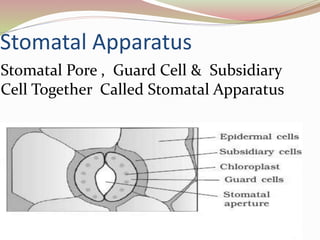 Stomatal Apparatus
Stomatal Pore , Guard Cell & Subsidiary
Cell Together Called Stomatal Apparatus
 