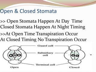 Open & Closed Stomata
>> Open Stomata Happen At Day Time
Closed Stomata Happen At Night Timing
>>At Open Time Transpiration Occur
At Closed Timing No Transpiration Occur
 