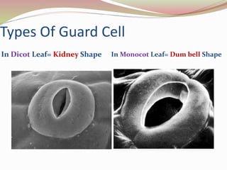 Types Of Guard Cell
In Dicot Leaf= Kidney Shape In Monocot Leaf= Dum bell Shape
 