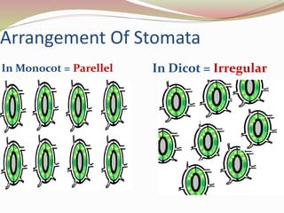 Arrangement Of Stomata
In Monocot = Parellel In Dicot = Irregular
 