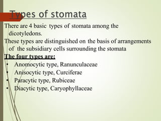 There are 4 basic types of stomata among the
dicotyledons.
These types are distinguished on the basis of arrangements
of the subsidiary cells surrounding the stomata
The four types are:
• Anomocytic type, Ranunculaceae
• Anisocytic type, Curciferae
• Paracytic type, Rubiceae
• Diacytic type, Caryophyllaceae
 