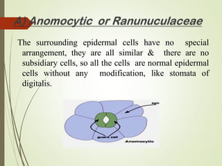 The surrounding epidermal cells have no special
arrangement, they are all similar & there are no
subsidiary cells, so all the cells are normal epidermal
cells without any modification, like stomata of
digitalis.
 