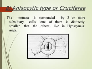 The stomata is surrounded
subsidiary cells, one of them
by 3 or more
is distinctly
Hyoscymus
smaller that the others like in
niger.
 