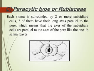 Each stoma is surrounded by 2 or more subsidiary
cells, 2 of them have their long axes parallel to the
pore, which means that the axes of the subsidiary
cells are parallel to the axes of the pore like the one in
senna leaves.
 