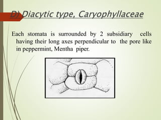 Each stomata is surrounded by 2 subsidiary cells
having their long axes perpendicular to the pore like
in peppermint, Mentha piper.
 