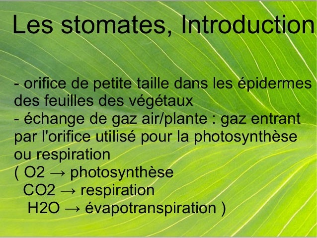 A Quoi Servent Les Capteurs De Co2 Stomates