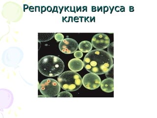РРееппррооддууккцциияя ввииррууссаа вв 
ккллееттккии 
 