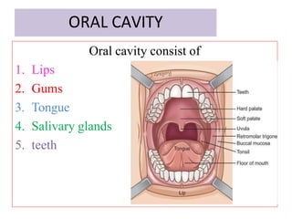 ORAL CAVITY
Oral cavity consist of
1. Lips
2. Gums
3. Tongue
4. Salivary glands
5. teeth
 