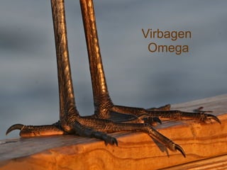 Virbagen  Omega 