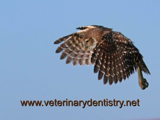 www.veterinarydentistry.net 