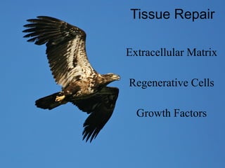 Tissue Repair Extracellular Matrix Regenerative Cells Growth Factors 