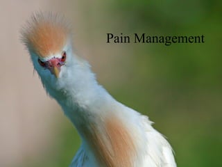 Pain Management 