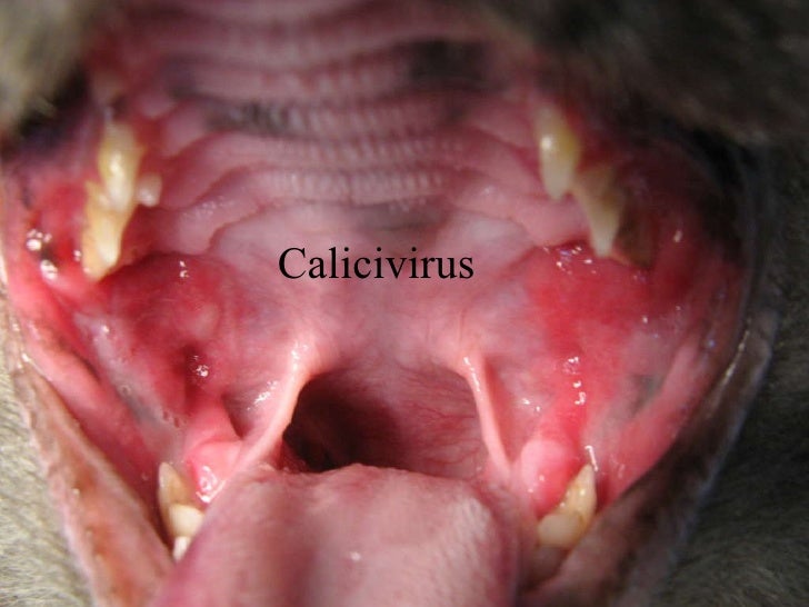 Stomatitis Cats Natural Treatment Stomatitis Cats Natural Treatment
