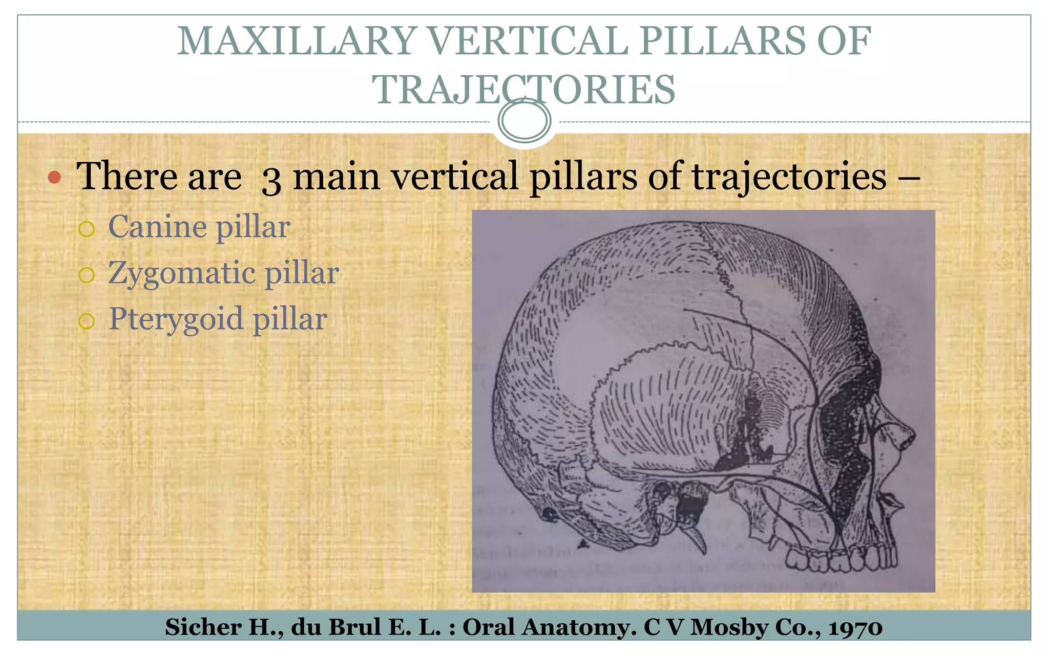 MAXILLARY VERTICAL PILLARS OF
TRAJECTORIES
 There are 3 main vertical pillars of trajectories –
 Canine pillar
 Zygomatic pillar
 Pterygoid pillar
Sicher H., du Brul E. L. : Oral Anatomy. C V Mosby Co., 1970
 