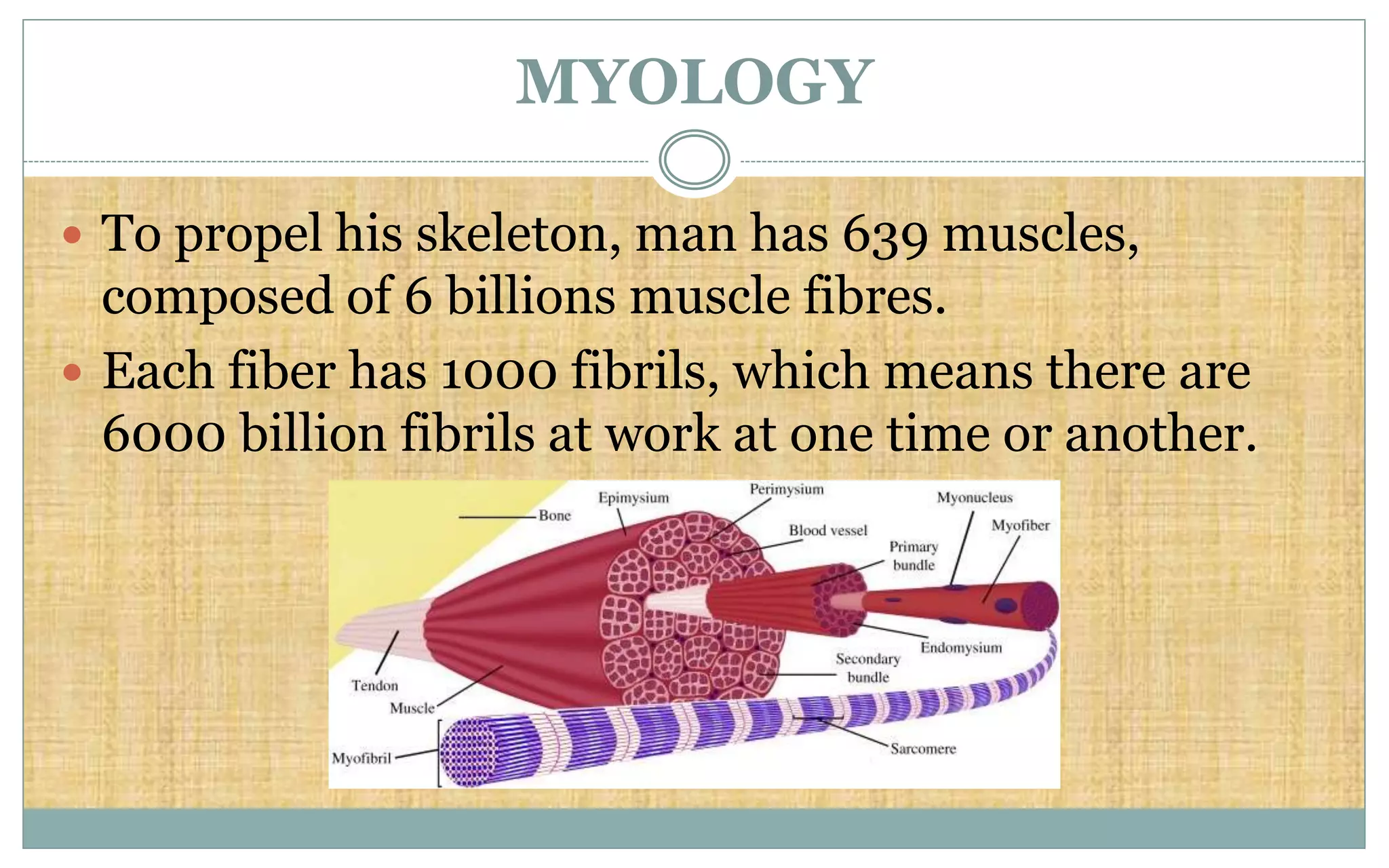 MYOLOGY
 To propel his skeleton, man has 639 muscles,
composed of 6 billions muscle fibres.
 Each fiber has 1000 fibrils, which means there are
6000 billion fibrils at work at one time or another.
 