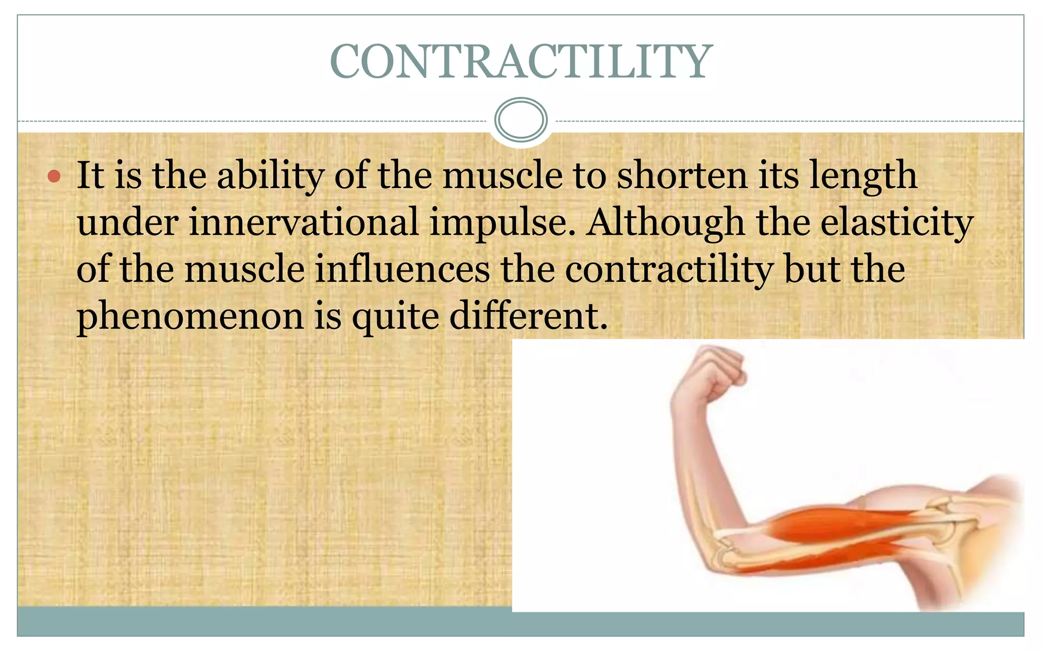 CONTRACTILITY
 It is the ability of the muscle to shorten its length
under innervational impulse. Although the elasticity
of the muscle influences the contractility but the
phenomenon is quite different.
 