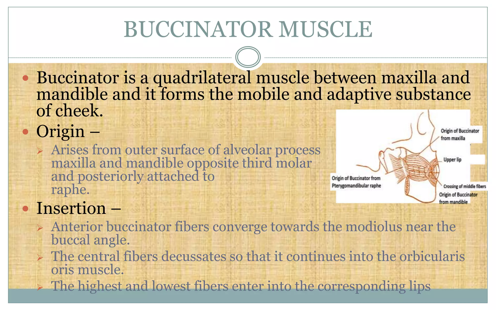 BUCCINATOR MUSCLE
 Buccinator is a quadrilateral muscle between maxilla and
mandible and it forms the mobile and adaptive substance
of cheek.
 Origin –
 Arises from outer surface of alveolar process of
maxilla and mandible opposite third molar teeth
and posteriorly attached to pterygomandibular
raphe.
 Insertion –
 Anterior buccinator fibers converge towards the modiolus near the
buccal angle.
 The central fibers decussates so that it continues into the orbicularis
oris muscle.
 The highest and lowest fibers enter into the corresponding lips
 