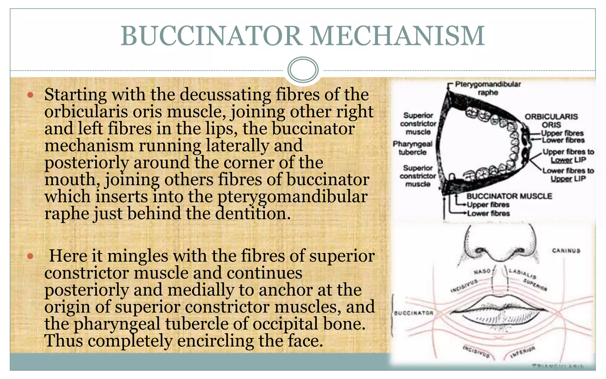 BUCCINATOR MECHANISM
 Starting with the decussating fibres of the
orbicularis oris muscle, joining other right
and left fibres in the lips, the buccinator
mechanism running laterally and
posteriorly around the corner of the
mouth, joining others fibres of buccinator
which inserts into the pterygomandibular
raphe just behind the dentition.
 Here it mingles with the fibres of superior
constrictor muscle and continues
posteriorly and medially to anchor at the
origin of superior constrictor muscles, and
the pharyngeal tubercle of occipital bone.
Thus completely encircling the face.
 