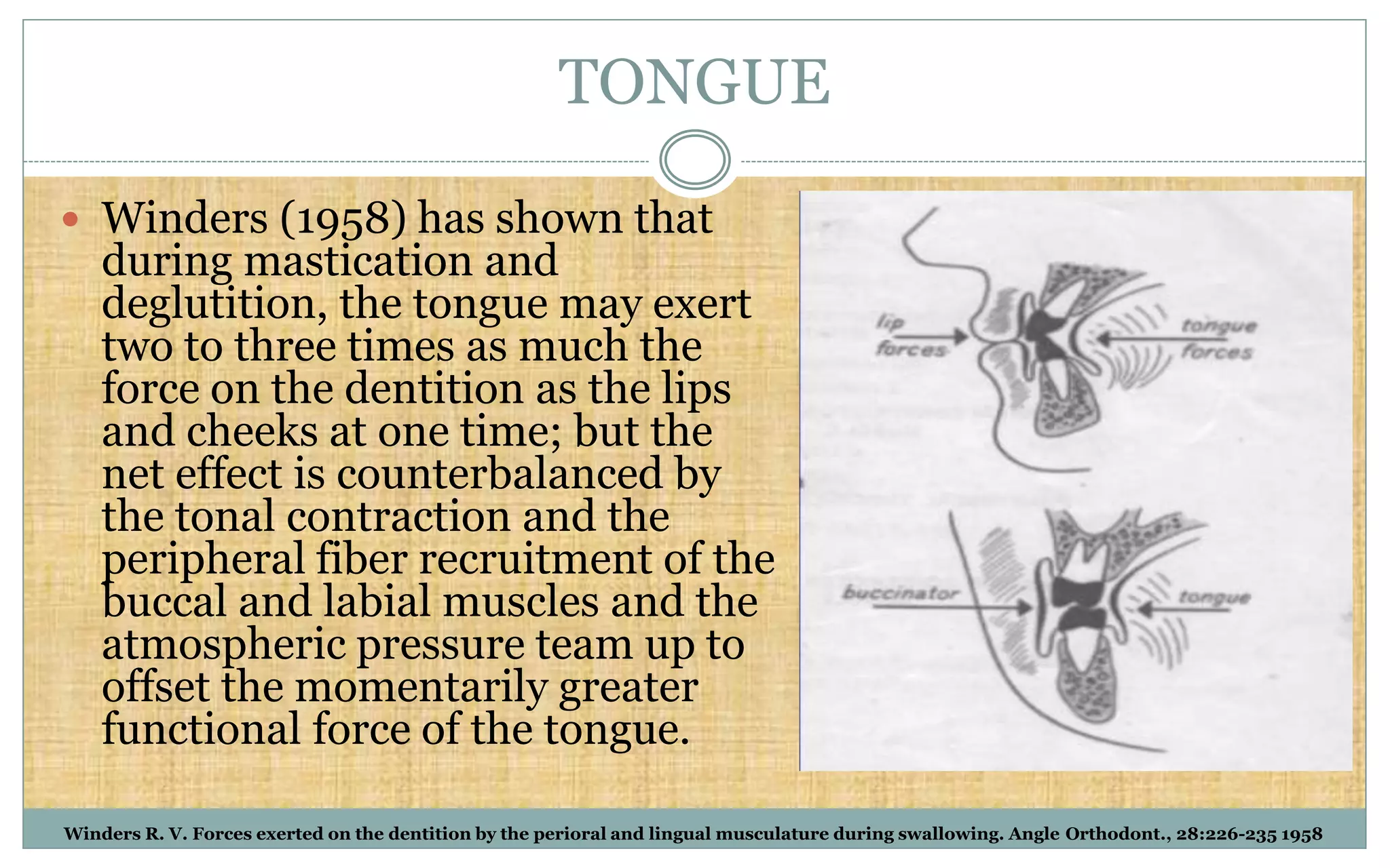 TONGUE
 Winders (1958) has shown that
during mastication and
deglutition, the tongue may exert
two to three times as much the
force on the dentition as the lips
and cheeks at one time; but the
net effect is counterbalanced by
the tonal contraction and the
peripheral fiber recruitment of the
buccal and labial muscles and the
atmospheric pressure team up to
offset the momentarily greater
functional force of the tongue.
Winders R. V. Forces exerted on the dentition by the perioral and lingual musculature during swallowing. Angle Orthodont., 28:226-235 1958
 