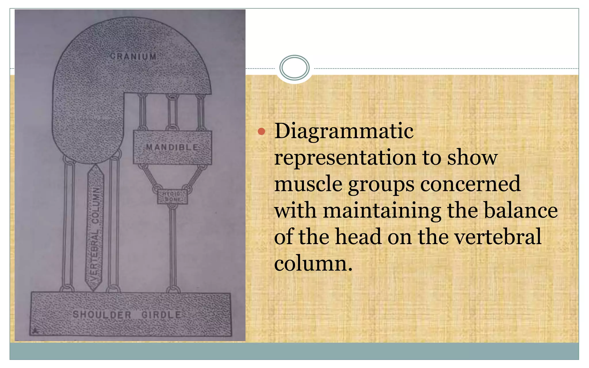  Diagrammatic
representation to show
muscle groups concerned
with maintaining the balance
of the head on the vertebral
column.
 