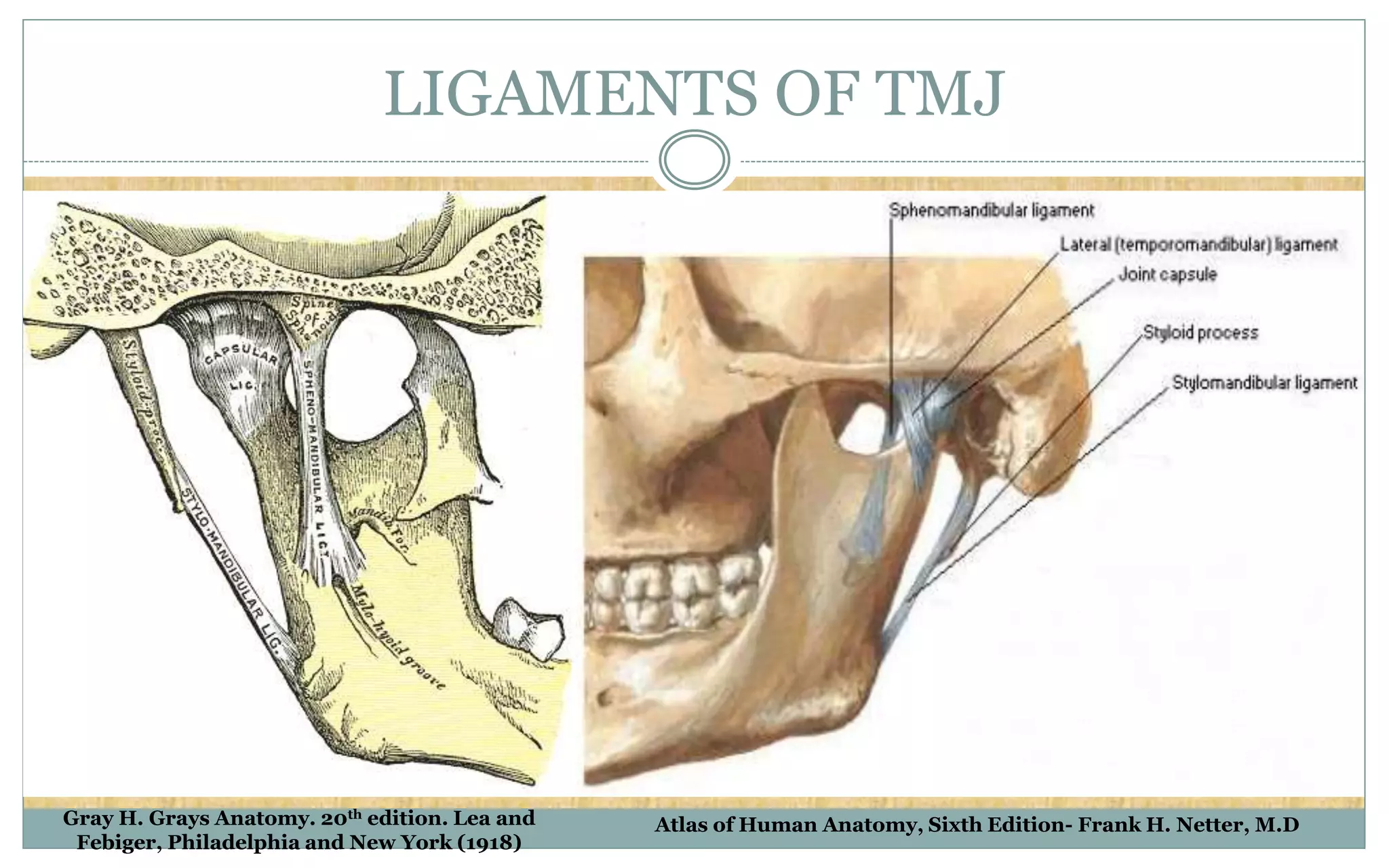 LIGAMENTS OF TMJ
Gray H. Grays Anatomy. 20th edition. Lea and
Febiger, Philadelphia and New York (1918)
Atlas of Human Anatomy, Sixth Edition- Frank H. Netter, M.D
 