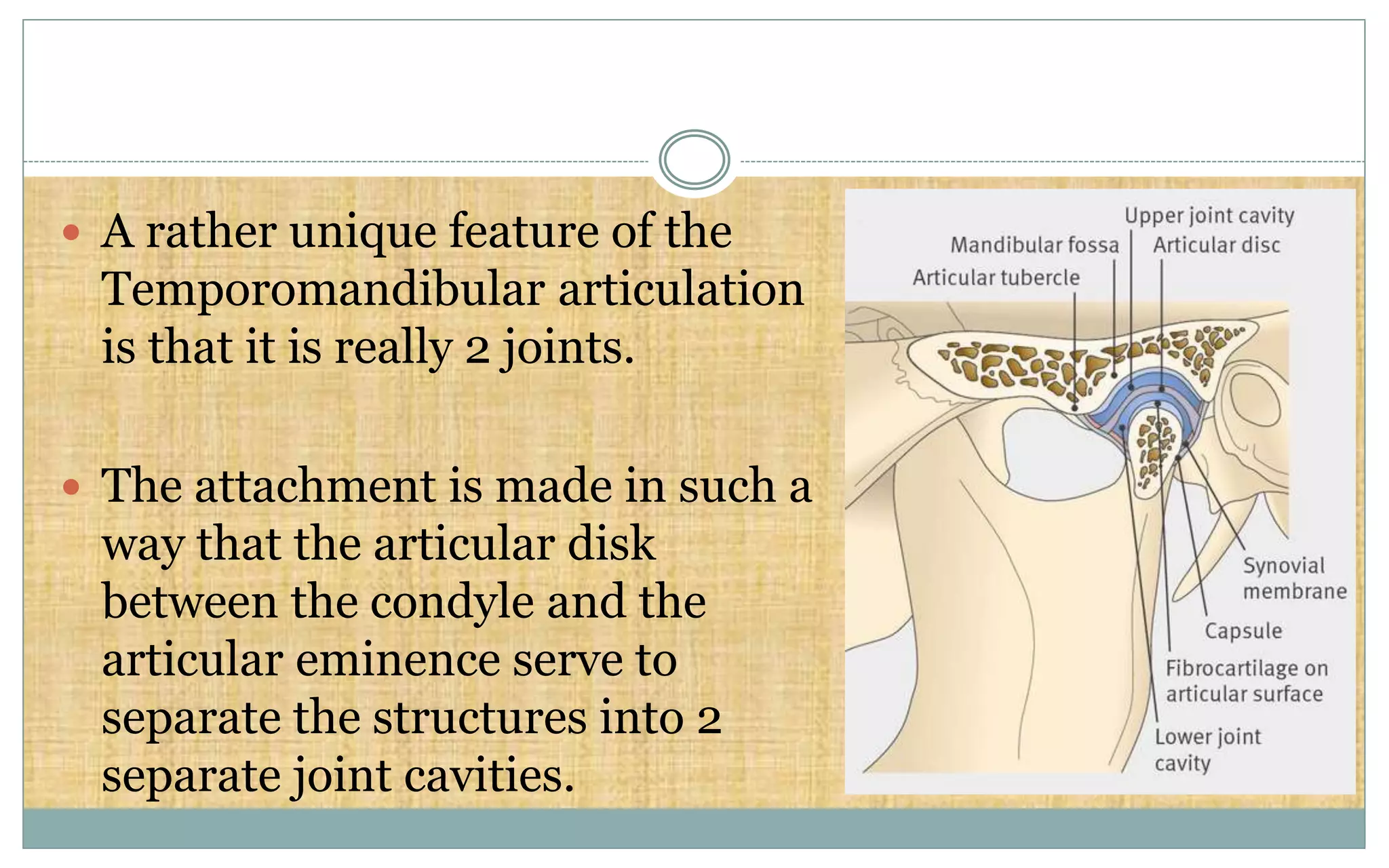  A rather unique feature of the
Temporomandibular articulation
is that it is really 2 joints.
 The attachment is made in such a
way that the articular disk
between the condyle and the
articular eminence serve to
separate the structures into 2
separate joint cavities.
 