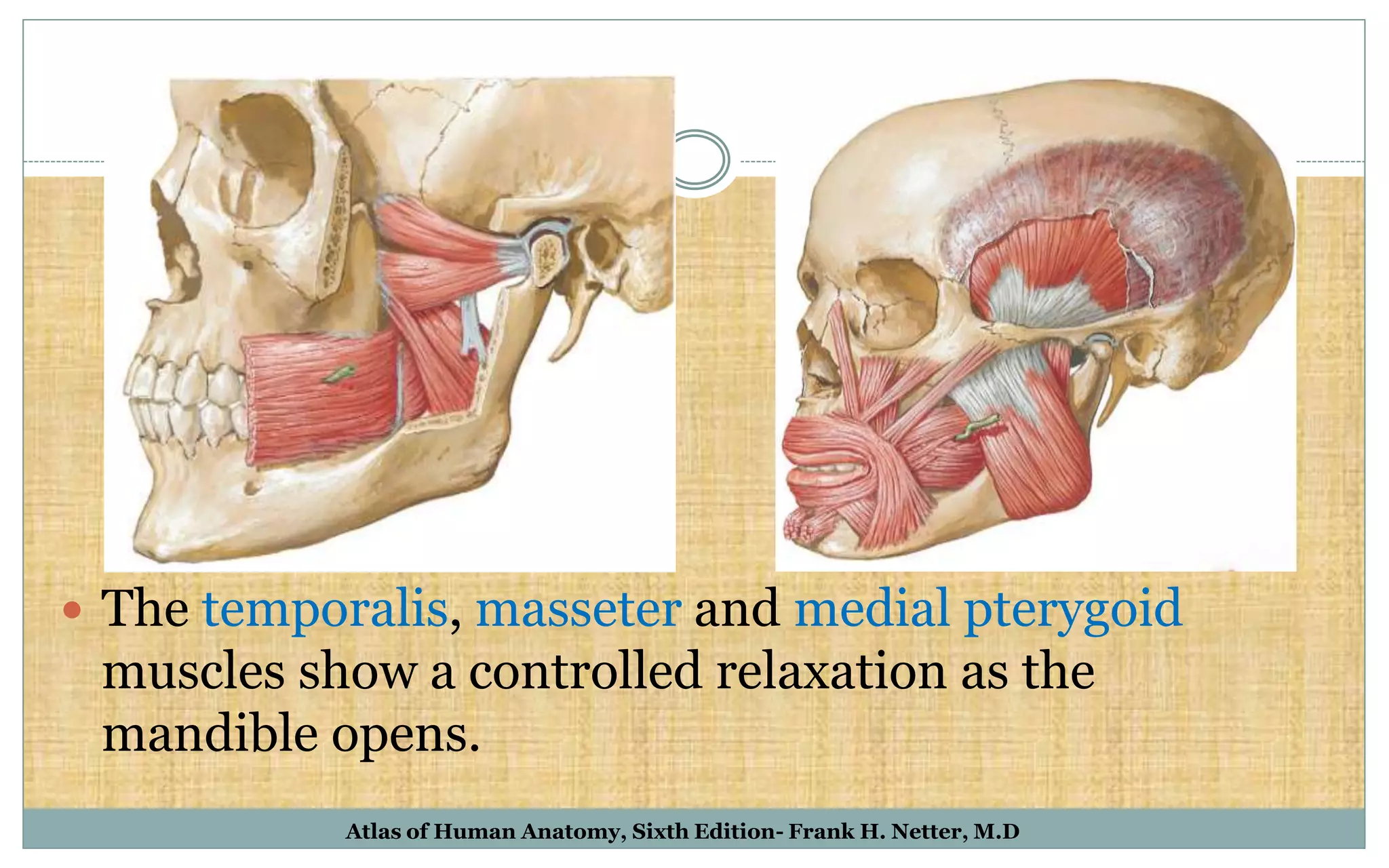  The temporalis, masseter and medial pterygoid
muscles show a controlled relaxation as the
mandible opens.
Atlas of Human Anatomy, Sixth Edition- Frank H. Netter, M.D
 