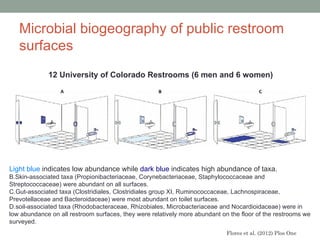 Microbial biogeography of public restroom
   surfaces
             12 University of Colorado Restrooms (6 men and 6 women)




Light blue indicates low abundance while dark blue indicates high abundance of taxa.
B.Skin-associated taxa (Propionibacteriaceae, Corynebacteriaceae, Staphylococcaceae and
Streptococcaceae) were abundant on all surfaces.
C.Gut-associated taxa (Clostridiales, Clostridiales group XI, Ruminococcaceae, Lachnospiraceae,
Prevotellaceae and Bacteroidaceae) were most abundant on toilet surfaces.
D.soil-associated taxa (Rhodobacteraceae, Rhizobiales, Microbacteriaceae and Nocardioidaceae) were in
low abundance on all restroom surfaces, they were relatively more abundant on the floor of the restrooms we
surveyed.
                                                                             Flores et al. (2012) Plos One
 