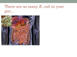 There are as many E. coli in your
gut...
 