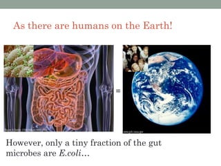 As there are humans on the Earth!




                            =




However, only a tiny fraction of the gut
microbes are E.coli…
 