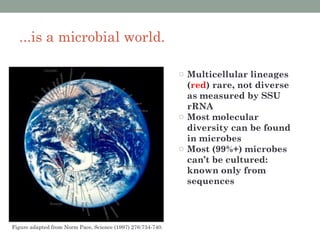 ...is a microbial world.

                                                             o Multicellular lineages
                                                               (red) rare, not diverse
                                                               as measured by SSU
                                                               rRNA
                                                             o Most molecular
                                                               diversity can be found
                                                               in microbes
                                                             o Most (99%+) microbes
                                                               can’t be cultured:
                                                               known only from
                                                               sequences




Figure adapted from Norm Pace, Science (1997) 276:734-740.
 