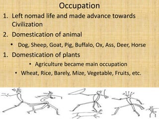 Occupation
1. Left nomad life and made advance towards
Civilization
2. Domestication of animal
• Dog, Sheep, Goat, Pig, Buffalo, Ox, Ass, Deer, Horse
1. Domestication of plants
• Agriculture became main occupation
• Wheat, Rice, Barely, Mize, Vegetable, Fruits, etc.
 