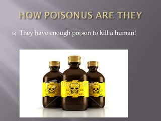    They have enough poison to kill a human!
 