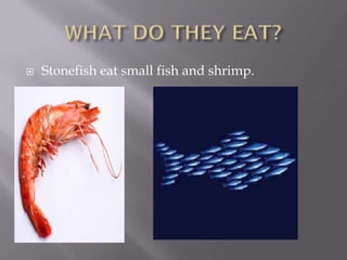    Stonefish eat small fish and shrimp.
 