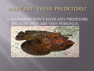    STONEFISH DON’T HAVE ANY PREDETORS
    BECAUSE THEY ARE VERY POISONUS.
 