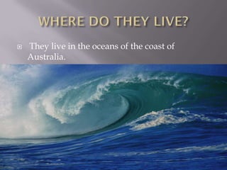    They live in the oceans of the coast of
    Australia.
 