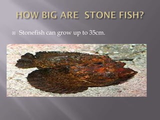    Stonefish can grow up to 35cm.
 