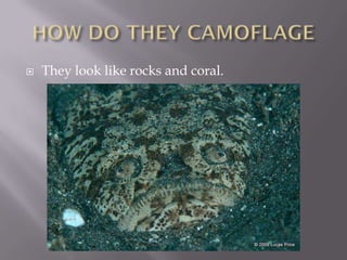    They look like rocks and coral.
 