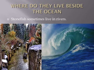    Stonefish sometimes live in rivers.
 