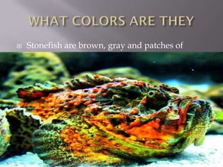    Stonefish are brown, gray and patches of
    red, yellow and orange.
 