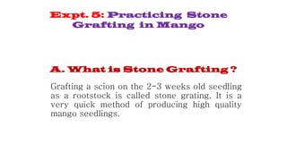 Grafting a scion on the 2-3 weeks old seedling
as a rootstock is called stone grating. It is a
very quick method of producing high quality
mango seedlings.
A. What is Stone Grafting ?
Expt. 5: Practicing Stone
Grafting in Mango
 