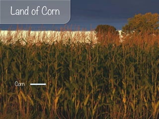 Land of Corn
Corn
 