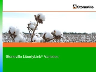 Stoneville LibertyLink® Varieties!
 