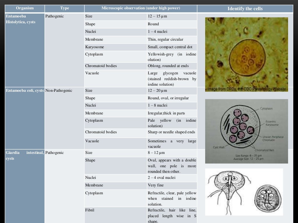 Stool analysis