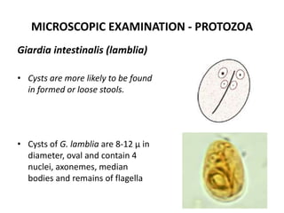 Stool Cyst Stool Examination | PPTX