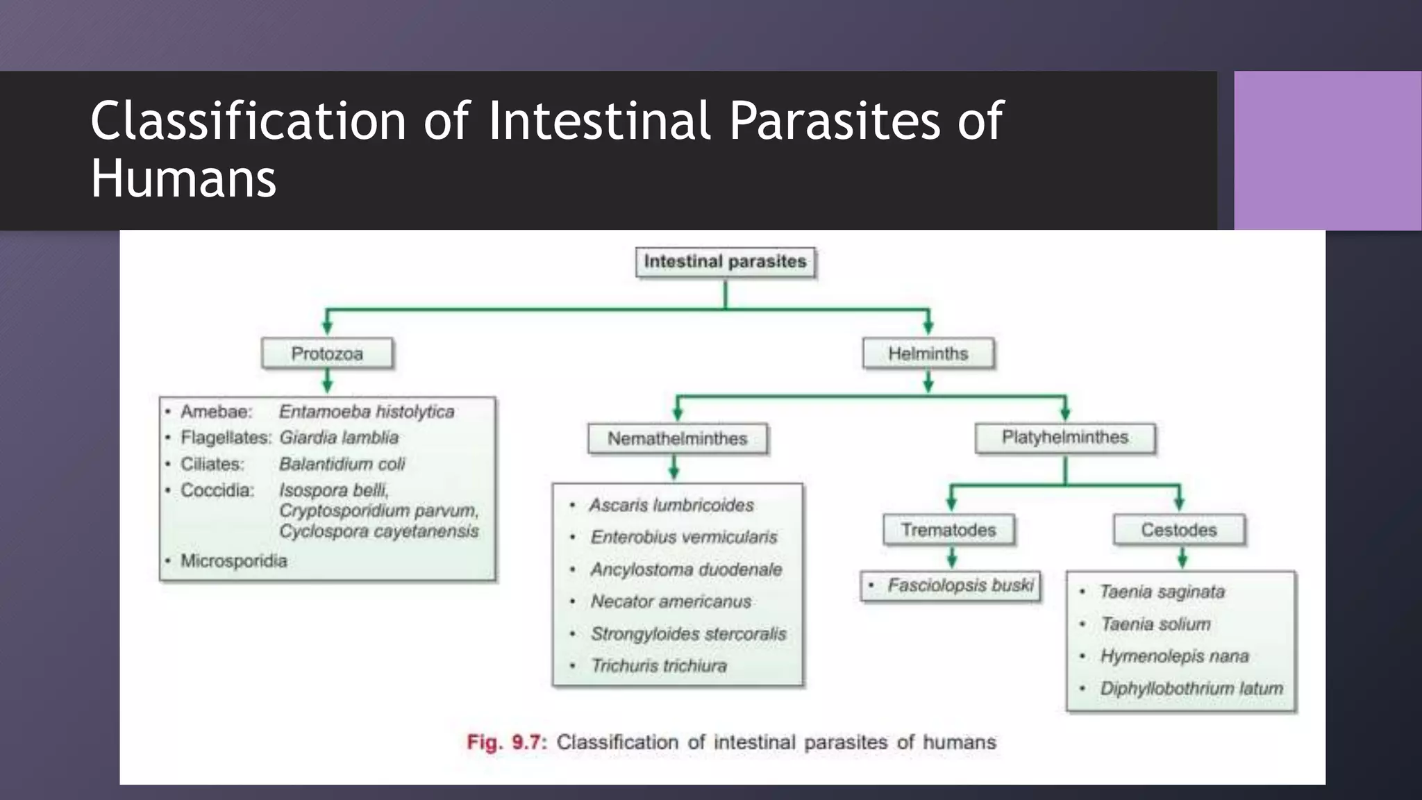 Intestinal Parasites Classification STOOL EXAMINATION.pdf