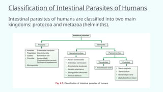 Intestinal Parasites Classification Stool examination patho seminar (final).pptx