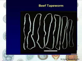 Dr.Sadaf Konain Ansari 
 